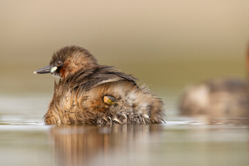 little grebe water bird perkozek