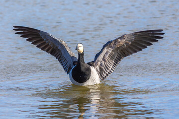 Canada goose spreading wings in water on an autumn day
