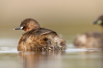 little grebe water bird perkozek © Huerto