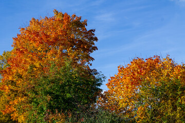 Maple trees in autumn colors