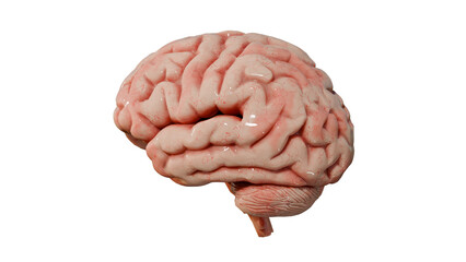 a brain model is shown on a white background