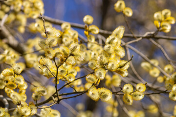 Closeup of blossom of Willow Catkin on spring day in Finland