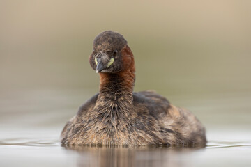 little grebe water bird perkozek © Huerto