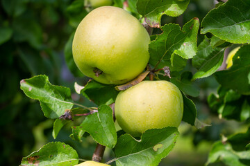 Closeup of two green apples on a tree