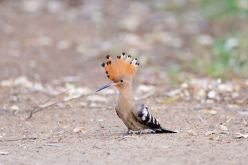 Hoopoe
