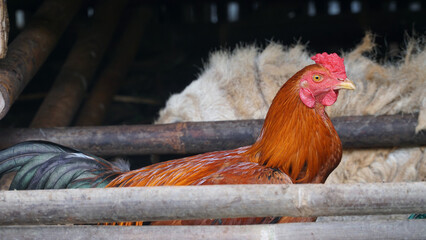Rooster in cage, focus on eyes and comb. Blurred background