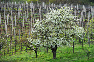cherries in the vineyard - Kirschen im Weinberg