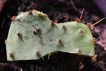 kaktus opuncja macrorhiza opuntia