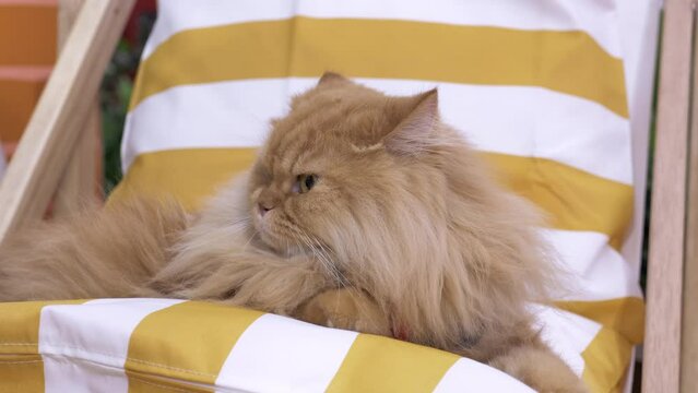 Close-up of a Persian cat sitting on a lounge chair at a veterinary clinic in Bangkok, Thailand.