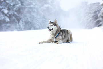 Husky dog lying in snow close-up