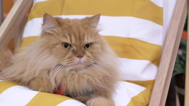 Twitching its ears while looking around, a longhaired Persian cat is sitting on a lounging chair at a Veterinary clinic in Bangkok, Thailand.