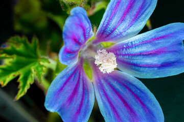 Close-up macro photograph of mauve flower with lilac petals with hue changes to blue