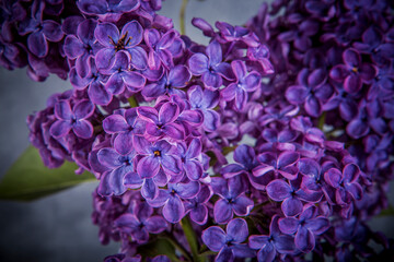 purple lilac flowers close-up, selective focus, vintage effect