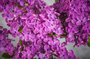 lilac flowers on grunge background, retro toned image - 779502114