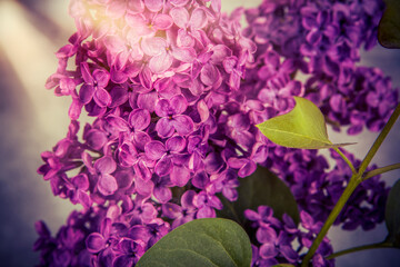 lilac flowers on grunge background, retro toned image - 779502935