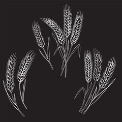 wheat ears isolated on black