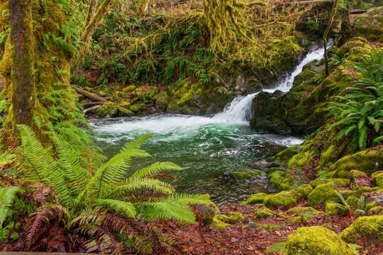 Waterfall at Quinault Rainforest in Olympic National Park