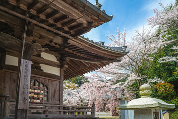 Onjoji temple, or Miidera, with cherry blossom at Mount Hiei in Otsu city in Shiga, Japan. Translation: Bimyoji in Onjoji