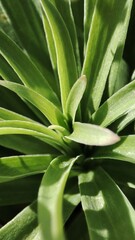 aloe vera plant