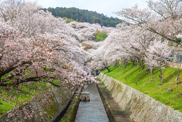 the Lake Biwa Canal with cherry blossom in Otsu city in Shiga, Japan