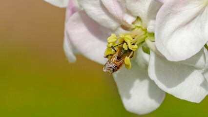 Biene beim Pollen sammeln im Apfelbaum