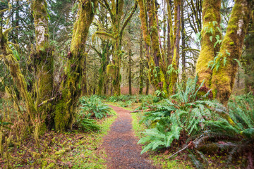 Trail through the Quinault Rainforest in Olympic National Park, Washington State