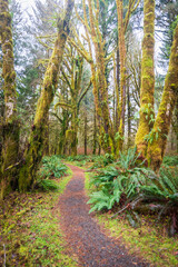Trail through the Quinault Rainforest in Olympic National Park, Washington State