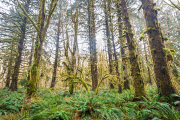 Trail through the Quinault Rainforest in Olympic National Park, Washington State