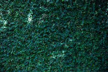 Leafy cascade, natures verdant curtain backdrop - a concrete wall overgrown with lush foliage,...