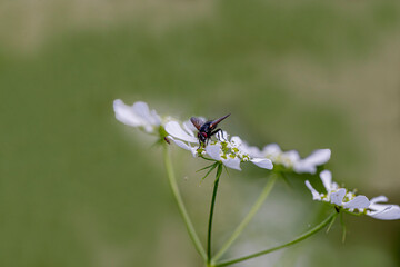 Blowfly (Polietes Lardarius) on a flower, Purton, Gloucestershire,