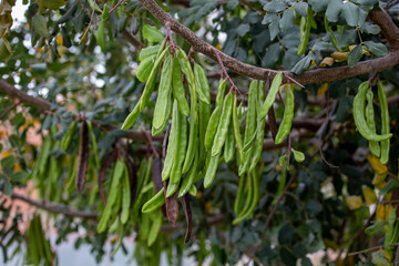 Carob tree , fresh green carob berries carob healthy food, Ceratonia siliqua (carob)