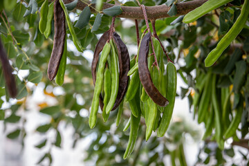 Naklejka premium Carob tree , fresh green carob berries carob healthy food, Ceratonia siliqua (carob)