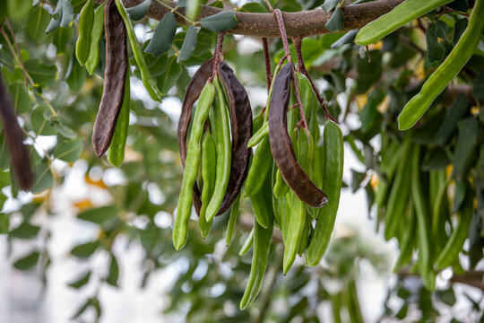 Carob tree , fresh green carob berries carob healthy food, Ceratonia siliqua (carob)
