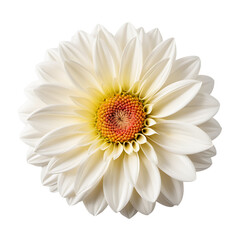 Dahlia Flower in PNG format with transparent background