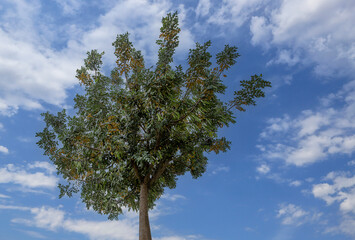 Carob tree , fresh green carob berries carob healthy food, Ceratonia siliqua (carob)