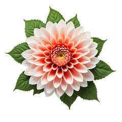 Dahlia Flower in PNG format with transparent background