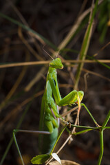 Big green young European mantis or mantis religiosa sitting on branch. Insects and flora. Soft focused macro shot