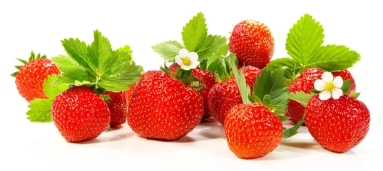 Gordijnen Strawberry Fruit Panorama - Strawberries with Leaves and Blossoms isolated on white Background © ExQuisine