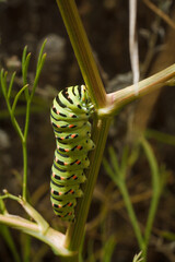 beautiful green spotted Papilio machaon or Old World swallowtail caterpillar on plant. Soft focused vertical macro shot