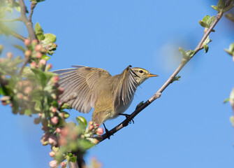 Willow warbler, Phylloscopus trochilus. A bird sits on a branch spreading its wings