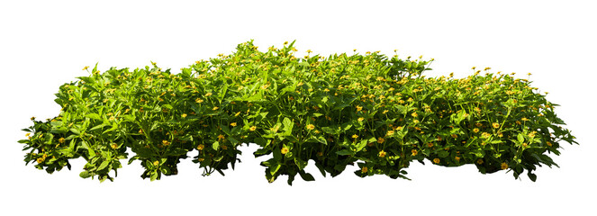 Tropical plant flower bush shrub green tree isolated on white background with clipping path.