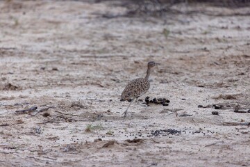 Picture of a meerkat carefully observing its surroundings in the Namibian Kalahari