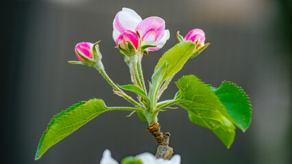Apfel Blüten im Frühling