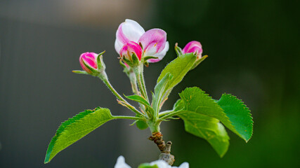 Apfel Blüten im Frühling - obrazy, fototapety, plakaty