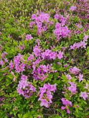 pink flowers in the garden