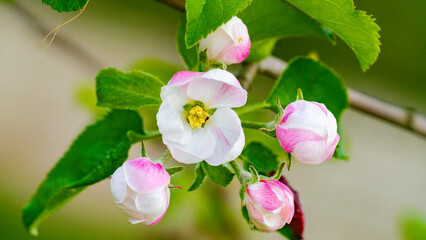 Apfel Blüten im Frühling - obrazy, fototapety, plakaty