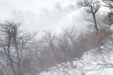 View of the trees in the fog on the snow-covered mountain