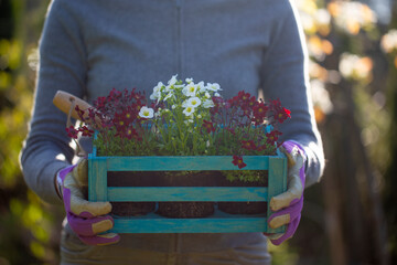 A person holding flower seedlings in a wooden box 