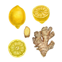 Watercolor hand drawn lemon and ginger detailed botanical illustration. Can be use as packaging design, textile, fabric, print, poster, illustration, sticker, label design and so on.