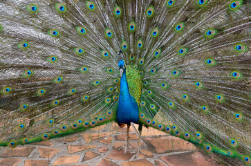 Obraz premium Beautiful peacock with long colorful tail and feathers in the garden.Pavo cristatus with colorful plumage.